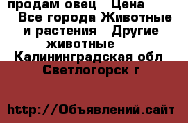  продам овец › Цена ­ 100 - Все города Животные и растения » Другие животные   . Калининградская обл.,Светлогорск г.